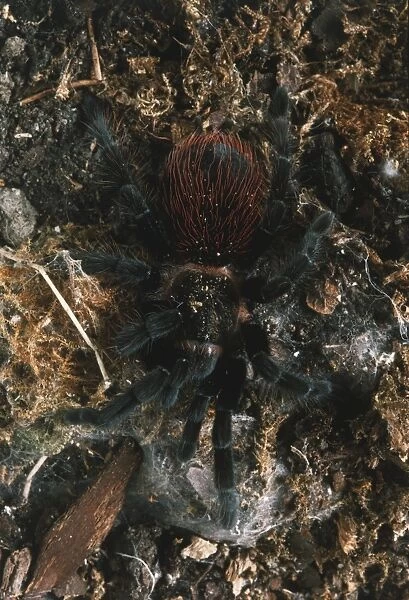 Hairy black spider on the ground, close up