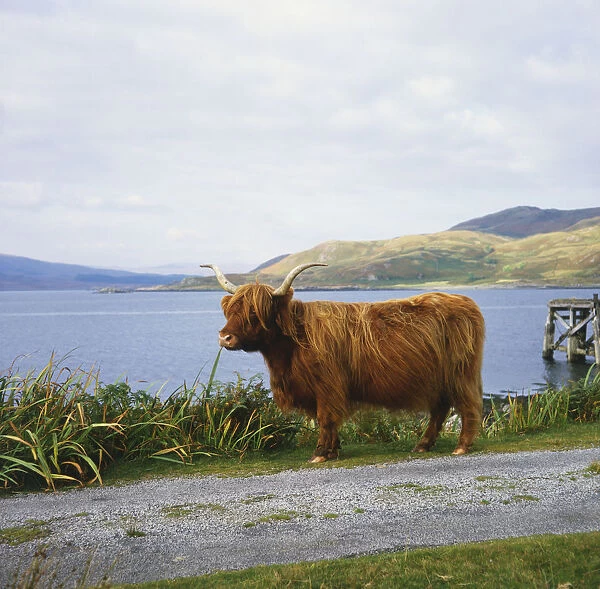 Highland Cow tethered next to road with sea and islands in background