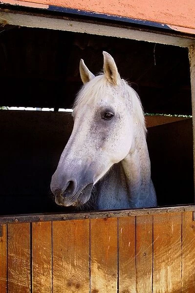 Horse. Equus Caballus