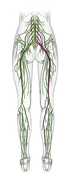 Human nervous system from spine to foot with sciatic nerve and tibial nerve in purple