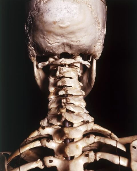 Human skeleton, cervical vertebrae, curve and skull, rear view, close up