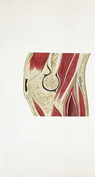 Illustration of elbow joint