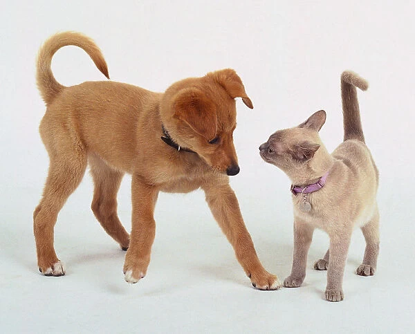 An inquisitive wary light brown puppy tentatively approaches a white cat