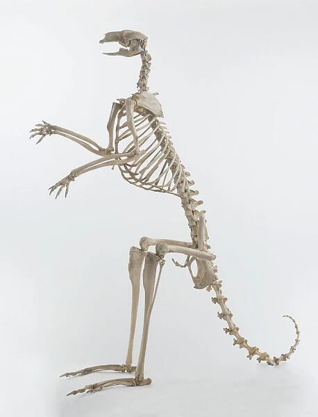 Kangaroo (Macropus), skeleton, side view