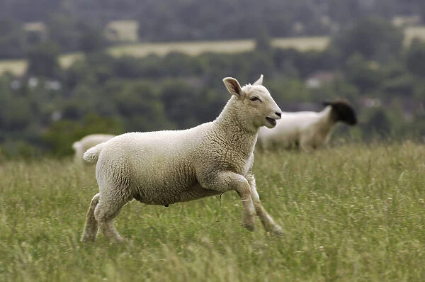 Lamb leaping through field, side view