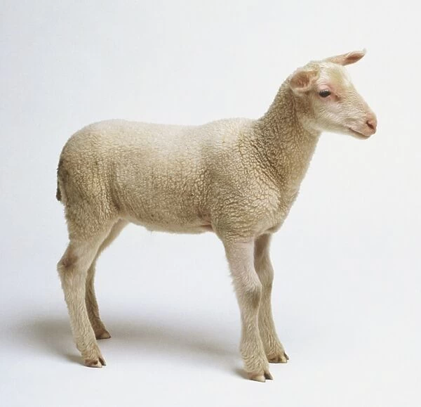 Lamb (Ovis aries) standing