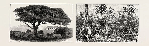 A Large Tree At Nukualofa