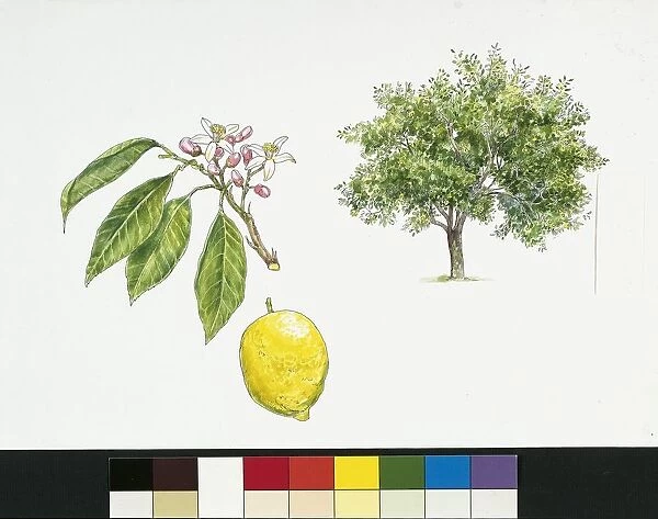 Lemon (Citrus limon), plant with leaves and flowers, illustration