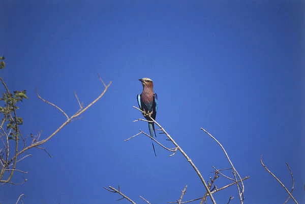 Lilac-Breasted Roller, Coracias caudata, with vivid blue wings, perching on treetop branch, deep blue sky behind