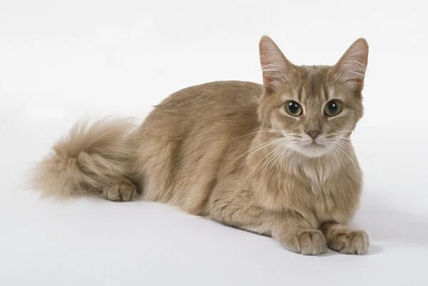 Lilac Somali cat with hazel eyes and tufted toes, lying down