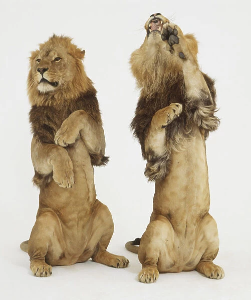 Two Lions (Panthera leo) standing upright on their hind legs, front view