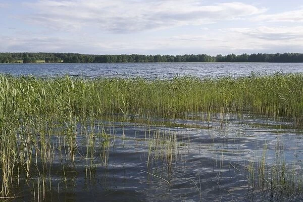 Lithuania, Aukstaitija National Park, Lake Lusiai banks