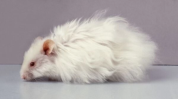 Male, white Syrian Hamster, side view