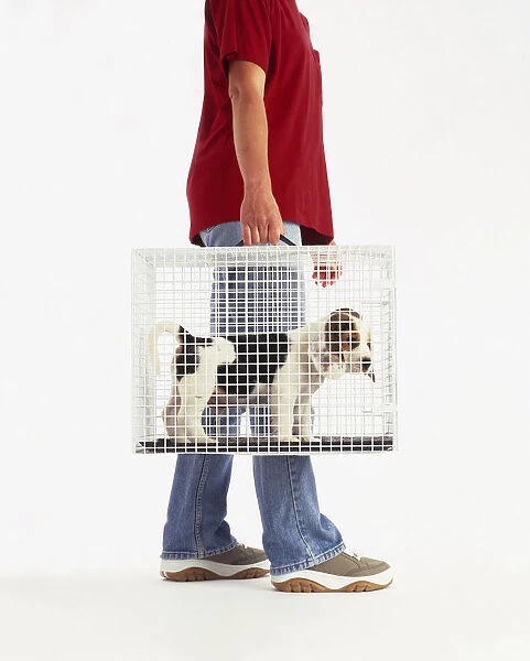 Man carrying beagle puppy in cage