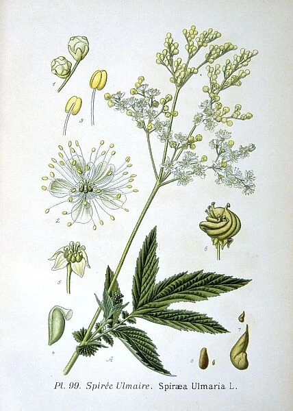 Meadowsweet (Spirea ulmaria or Filipendula ulmaria) perennial herb native of Europe