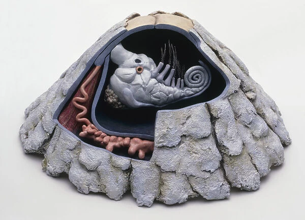 Model of barnacle with cutaway showing internal organs, close-up