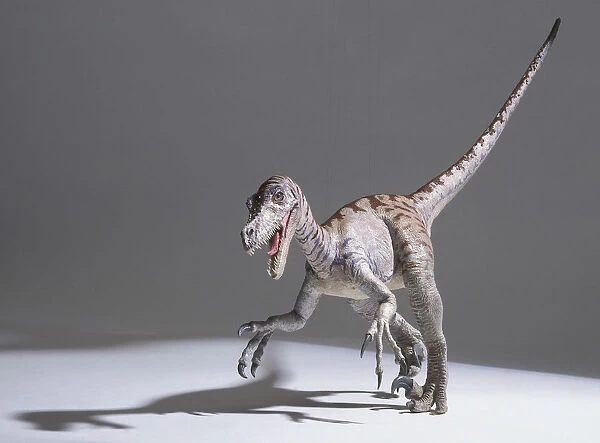 Model of a Velociraptor, tail in air, claws wide apart