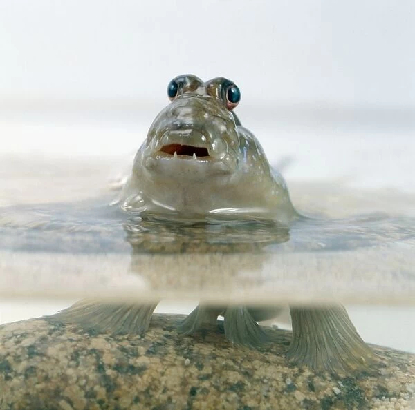 Mudskipper (Periophthalmus barbarus) on rock in fish tank with head above water