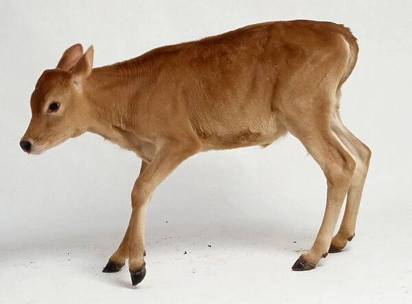 Newborn Jersey calf learning to stand, legs bent uncertainly, tan coloured fur, head leaning forward and down, side view