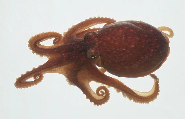 Octopus - Top View