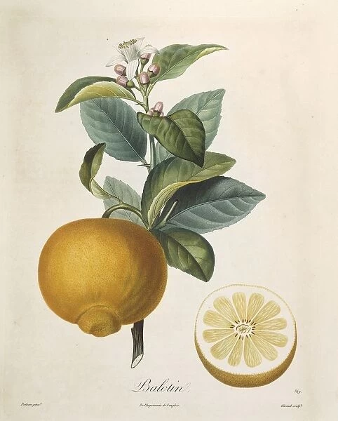 Orange Tree (Citrus Sinensis), coloured engraving by Giraud after original drawing by Poiteau