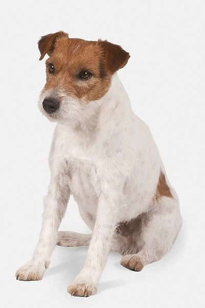 Parson Russell Terrier, seated