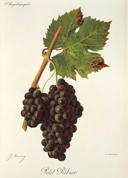 Petit Ribier grape, illustration by J. Troncy
