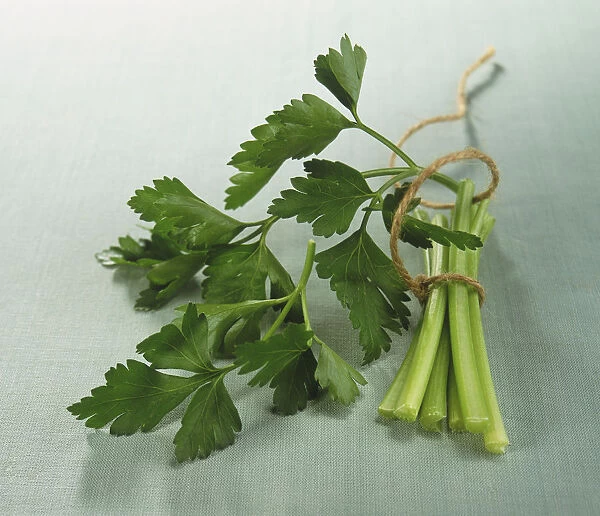Petroselinum crispum var Neapolitanum, Flat-leaf Parsley, leaves and stalks tied with string