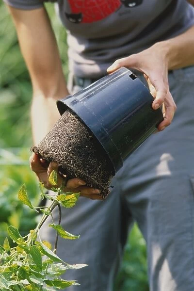 Plant seedling being removed from plastic flower pot, roots visible in soil