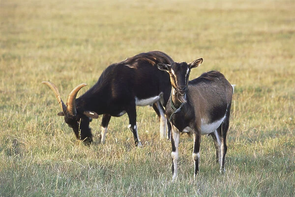 Two Poitevin goats in a field