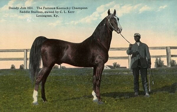 Postcard of Champion Saddle Stallion. ca. 1913, A groom holds Dandy Jim 1531, a famous Kentucky champion saddle stallion. Dandy Jim is owned by C. L. Kerr of Lexington, Kentucky