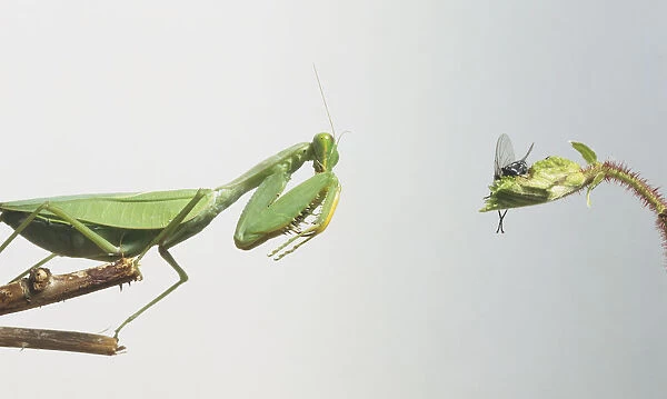 Praying Mantis about to attack a fly