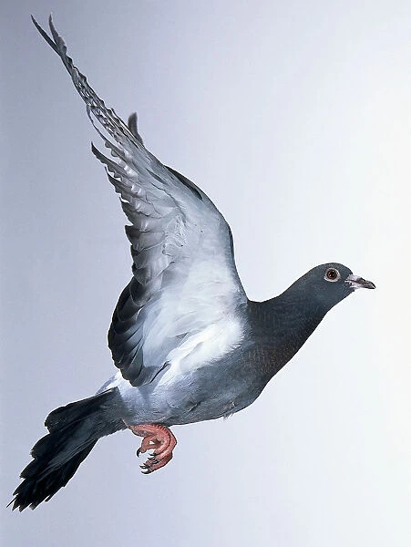 Racing pigeon (Columba livia) in flight