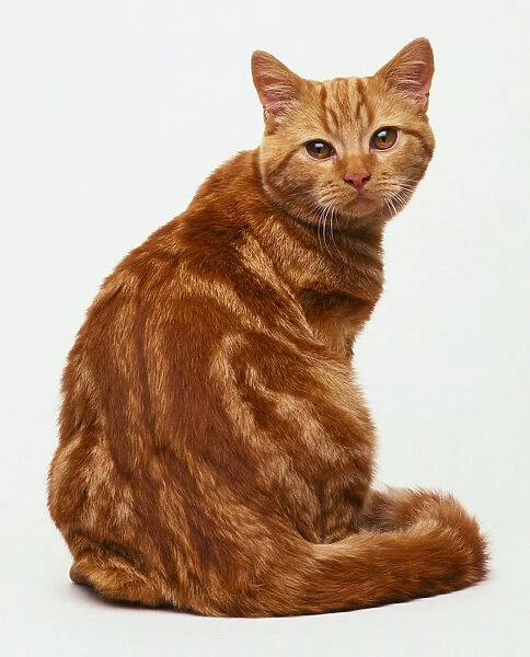 Red Classic Tabby Shorthaired Cat Sitting Looking Round