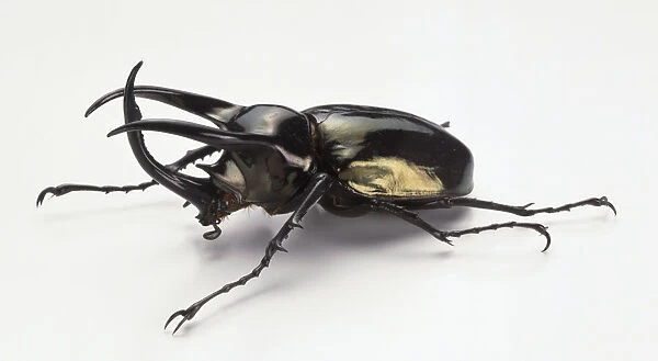 Rhinoceros beetle, Chalscosoma atlas, with three large horns protruding from its head and a green metallic sheen covering the wings and head, angled front view