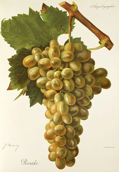 Rosaki grape, illustration by J. Troncy