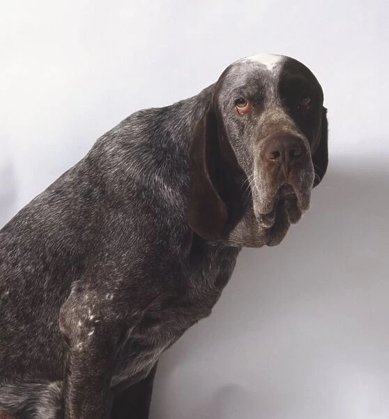 A sad-faced Spanish pointer with a short dark gray coat and drooping jowls. Head only