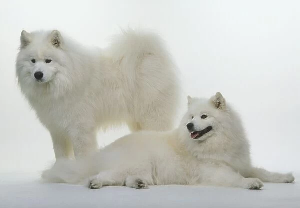 Two Samoyed dogs, one lying down, the other standing behind