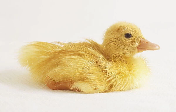 Seated duckling, side view
