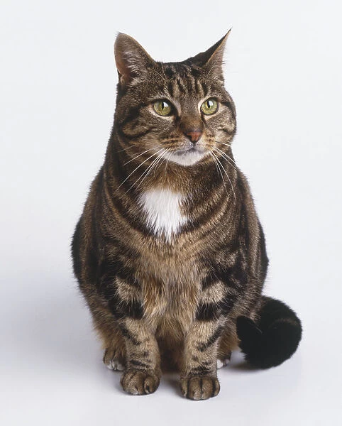 A seated, elderly, short-haired Cat (Felis catus), its grey-brown tabby coat showing a single white spot