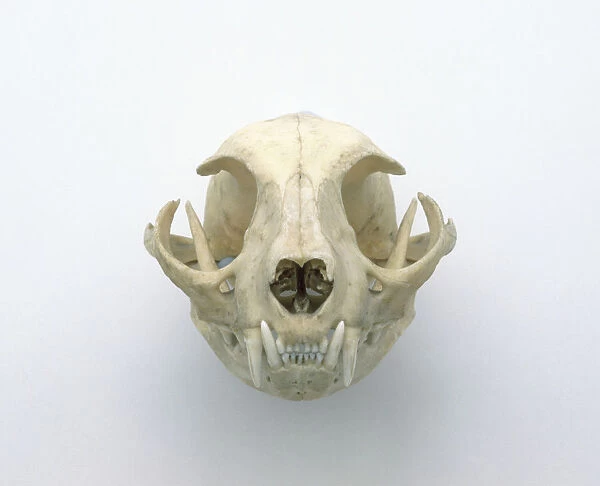 Skull of domestic cat (Felis catus), showing canine teeth