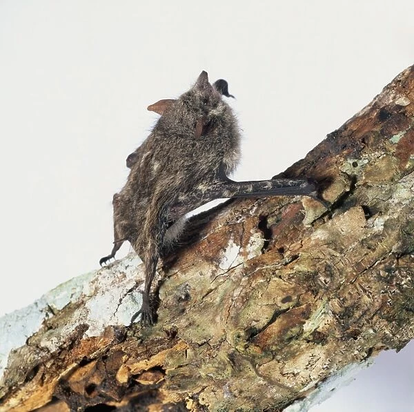 South American Proboscis Bat (Rhynchonycteris naso), also known as Sharp-nosed Bat, gripping decaying log