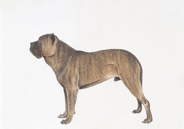 Spanish Bulldog, illustration