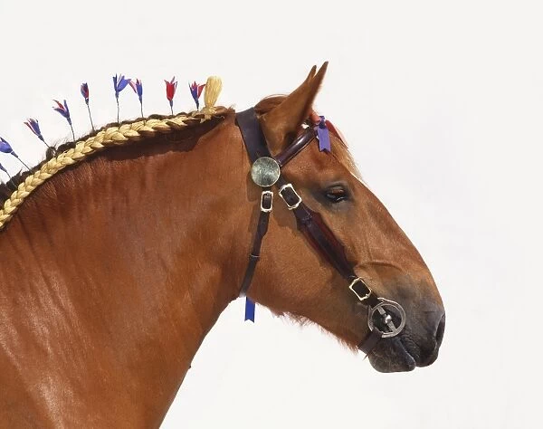 Suffolk Punch horse with braided mane