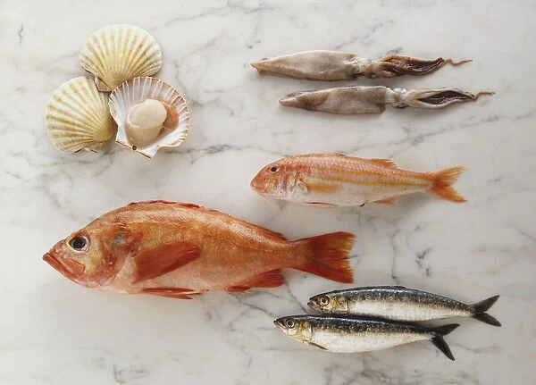 Variety of fish and shell fish on marble