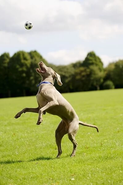 Weimaraner dog jumping for a ball