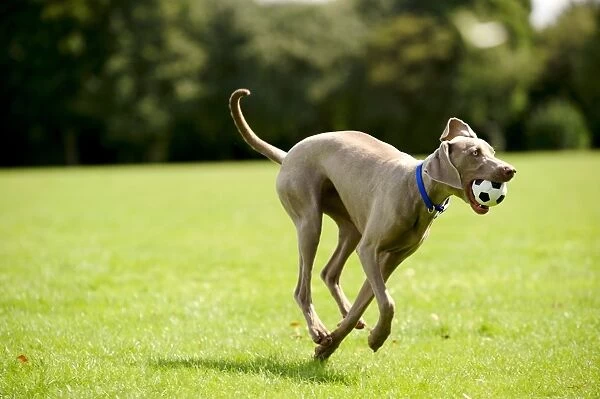 Weimaraner dog running in park with ball in mouth