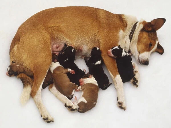White and tan bitch, dog with six newborn puppies, suckling