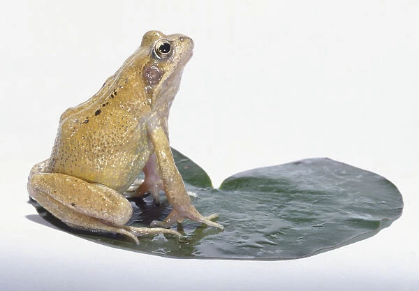 Yellow adult frog sitting on lily pad, head raised, side view