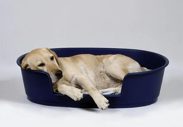 Yellow Labrador Retriever lying in dog bed